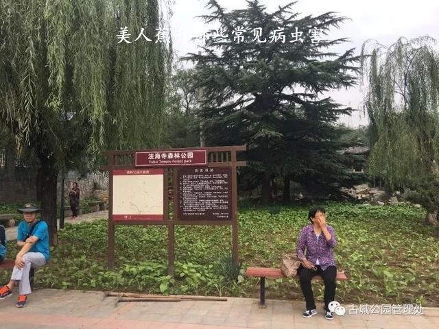 美人蕉有哪些常见病虫害