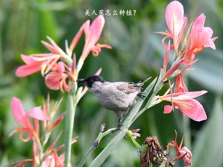 美人蕉怎么种植？