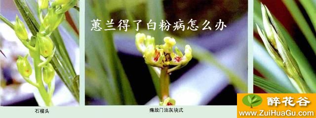 蕙兰得了白粉病怎么办