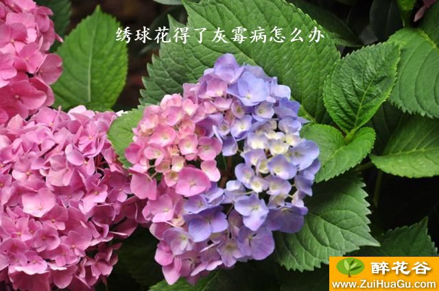 绣球花得了灰霉病怎么办