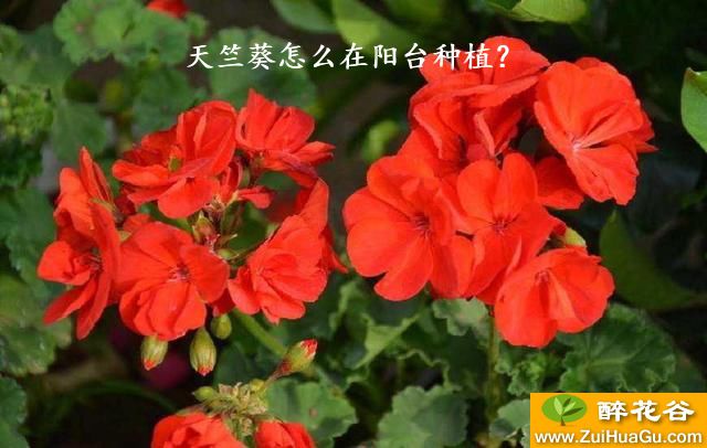 天竺葵怎么在阳台种植？