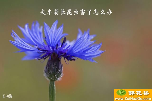 矢车菊长昆虫害了怎么办