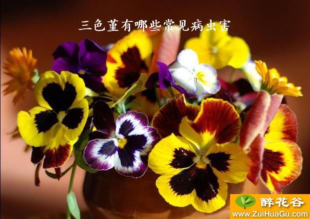 三色堇有哪些常见病虫害