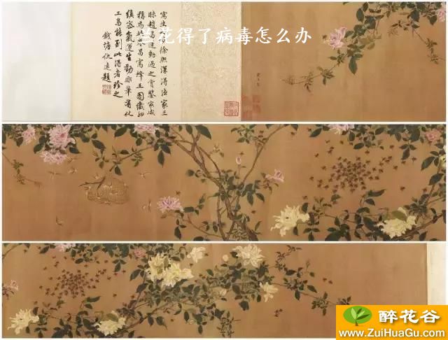兰花得了病毒怎么办
