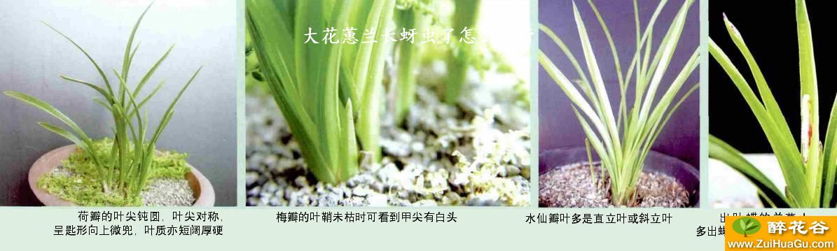 大花蕙兰长蚜虫了怎么治疗