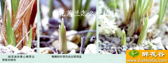 大花蕙兰怎么种植？
