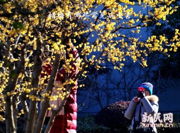 蜡梅有哪些常见病虫害