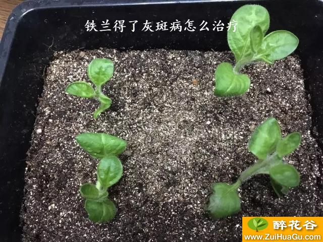 铁兰得了灰斑病怎么治疗