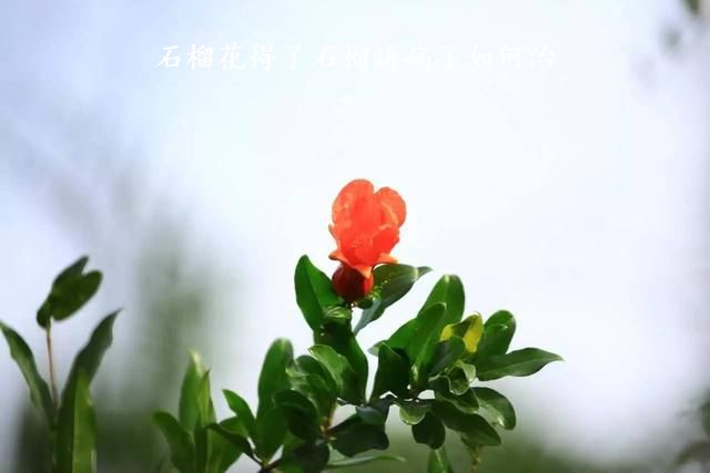 石榴花得了石榴锈病了如何治