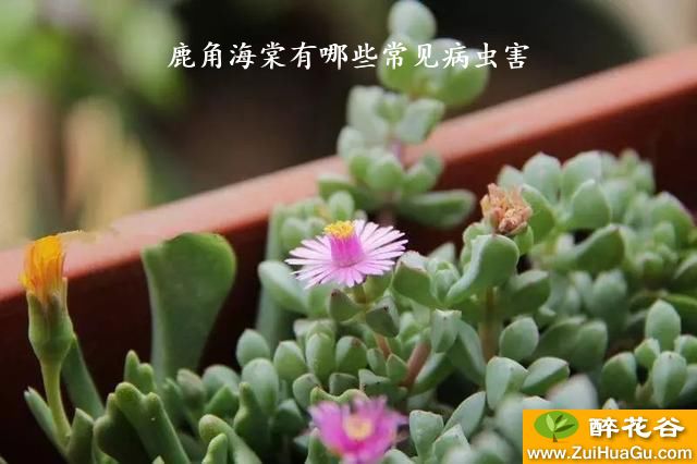 鹿角海棠有哪些常见病虫害