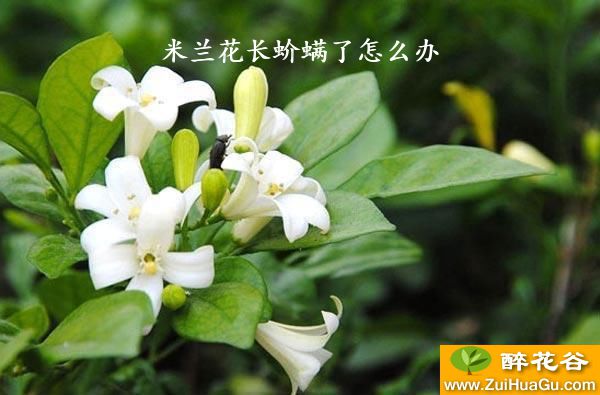 米兰花长蚧螨了怎么办
