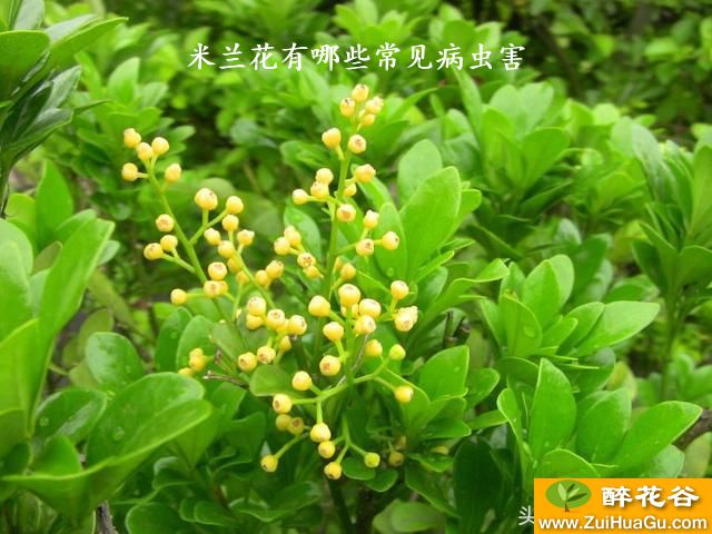米兰花有哪些常见病虫害