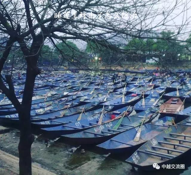 睡莲生蚜虫了怎么防治