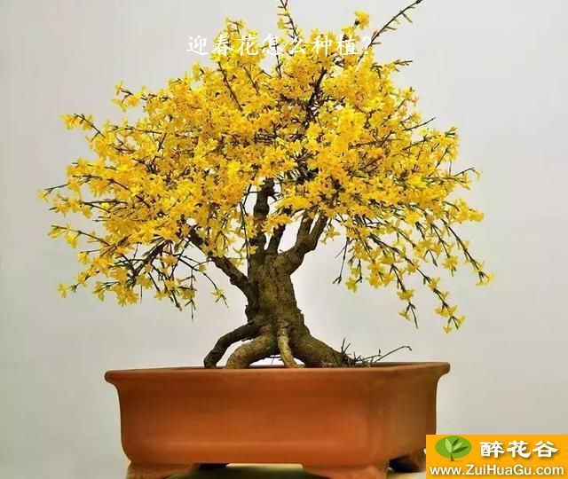 迎春花怎么种植？