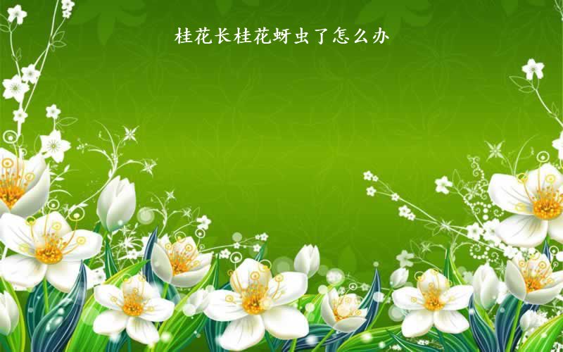 桂花长桂花蚜虫了怎么办
