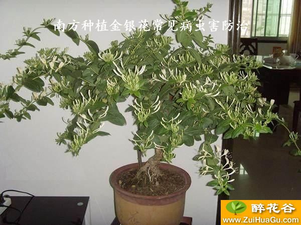 南方种植金银花常见病虫害防治