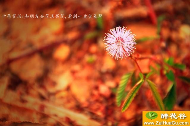 十条笑话:和朋友去花店买花,看到一盆含羞草