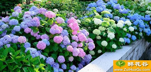 初夏,八仙花开得正艳,你可知道它们为何有不同颜色?