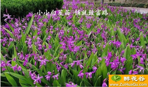 小小白芨苗 铺就致富路