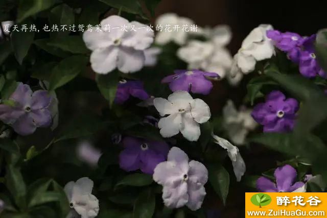 夏天再热,也热不过鸳鸯茉莉一次又一次的花开花谢