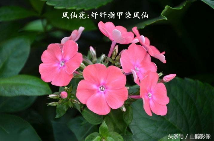 凤仙花:纤纤指甲染凤仙