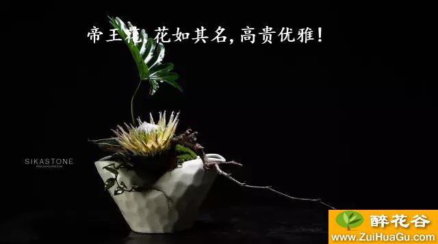 帝王花,花如其名,高贵优雅!