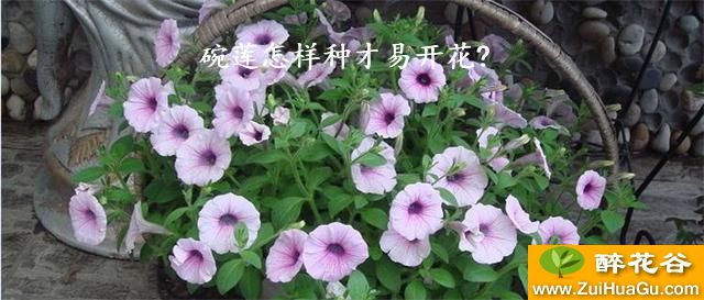 碗莲怎样种才易开花?