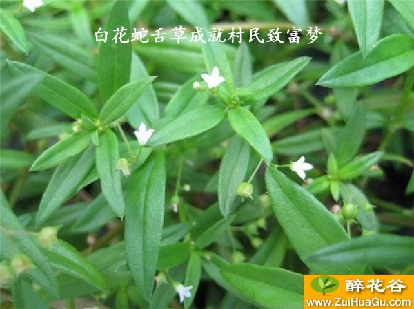 白花蛇舌草成就村民致富梦