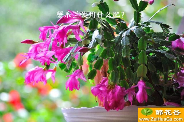 蟹爪兰使用什么肥?