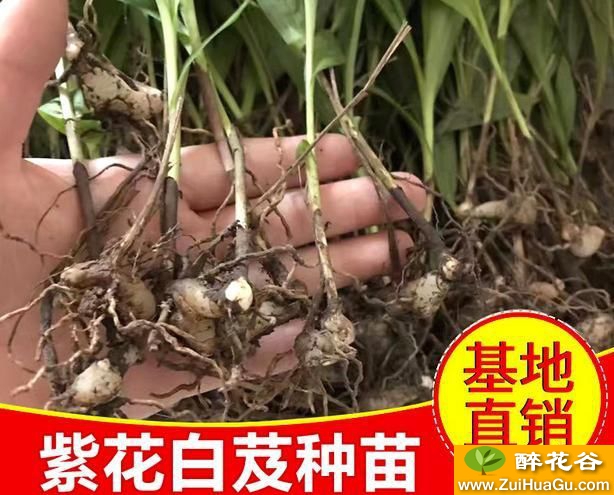 种植的经济回报也较高白芨产品