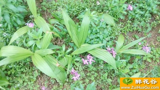 平原地区怎样种植白芨?