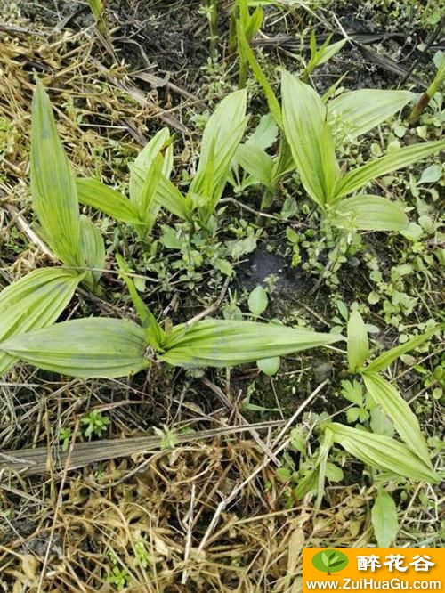 你认识白芨吗?白芨有哪些秘密,你知道吗?