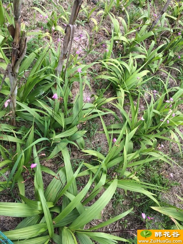 怎样提高白芨块茎膨大的种植技术