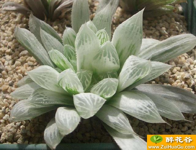 白斑玉露百合科十二卷属的多肉植物,别名水晶白玉露,呈半透明状
