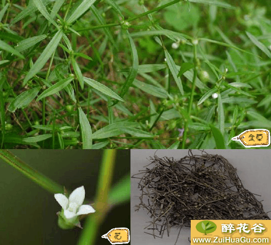 用白花蛇舌草泡水喝, 30天身体出现这变化, 便宜又好用