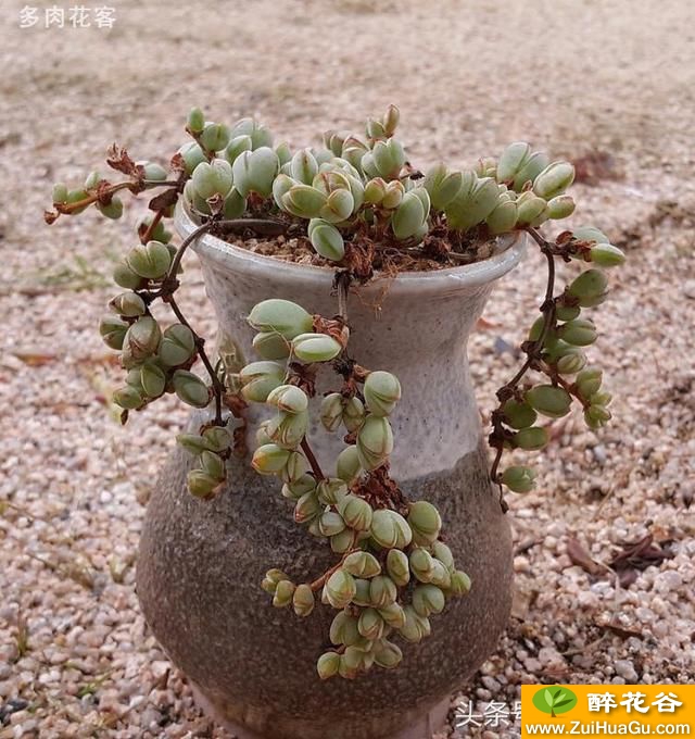 漂亮多肉植物老桩系列 这时候的碧玉莲有点不精神