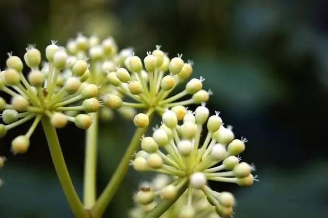 植物百科|神奇的植物八角金盘