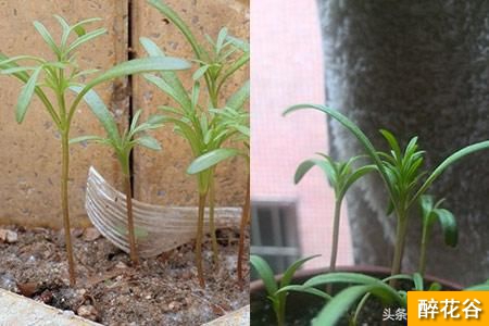 波斯菊怎么种植才方便 注意三点小苗才健壮