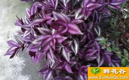 美腻到不行的紫色植物,高逼格的家居生活怎么能缺少它呢!
