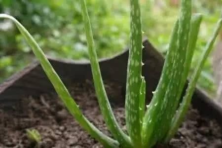 植物百科 | 小芦荟,大作用