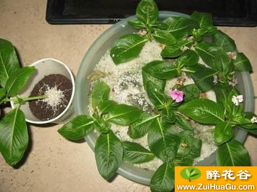 多年花农,教你长春花扦插育苗技术,还不来学习?