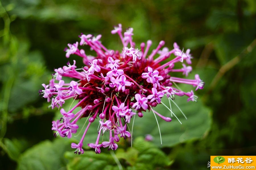 秋日开紫色花的植物,您知道叫什么?其花与牡丹有关,还是味中药