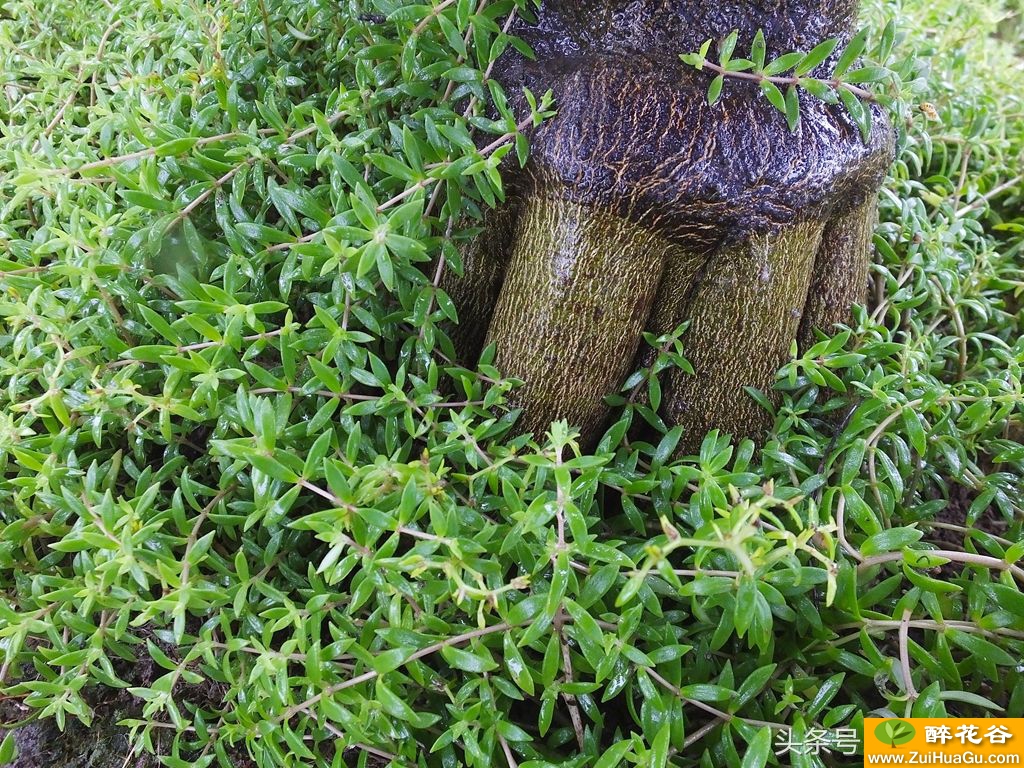 垂盆草:多肉植物狗牙瓣 药食两用作盆景 治疗肝癌有奇效