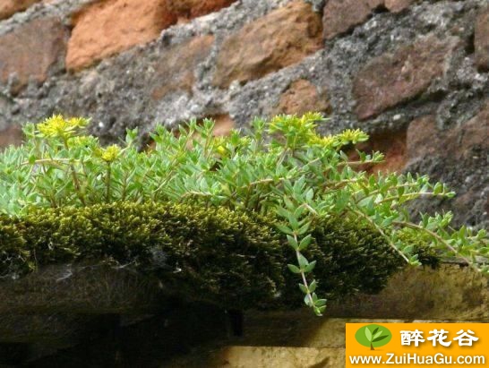 爬满屋顶的垂盆草,容易泛滥的植物你还想养么?