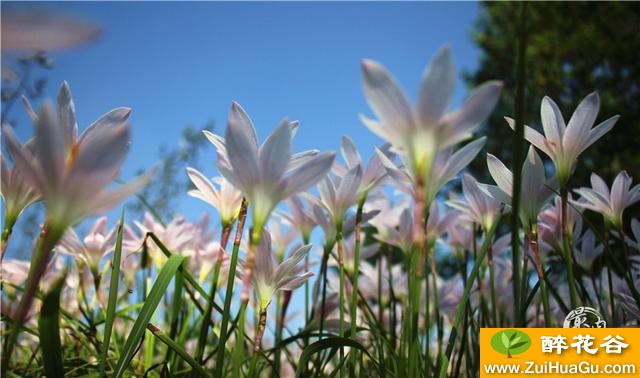 夏转秋:葱莲花开,内江清溪湿地汇成一片花海