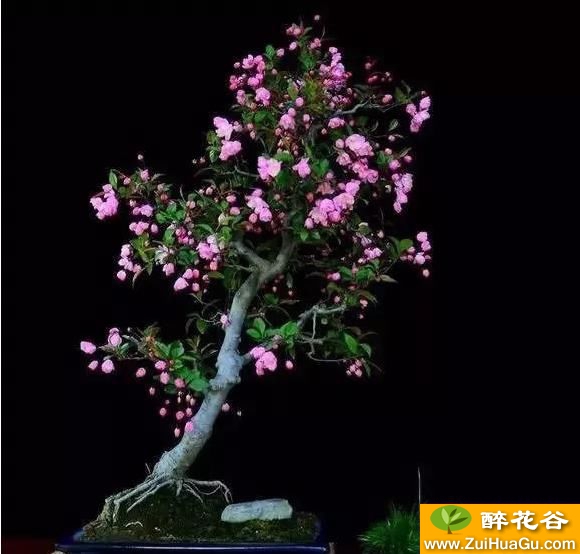盆景艺术垂丝海棠盆景制作