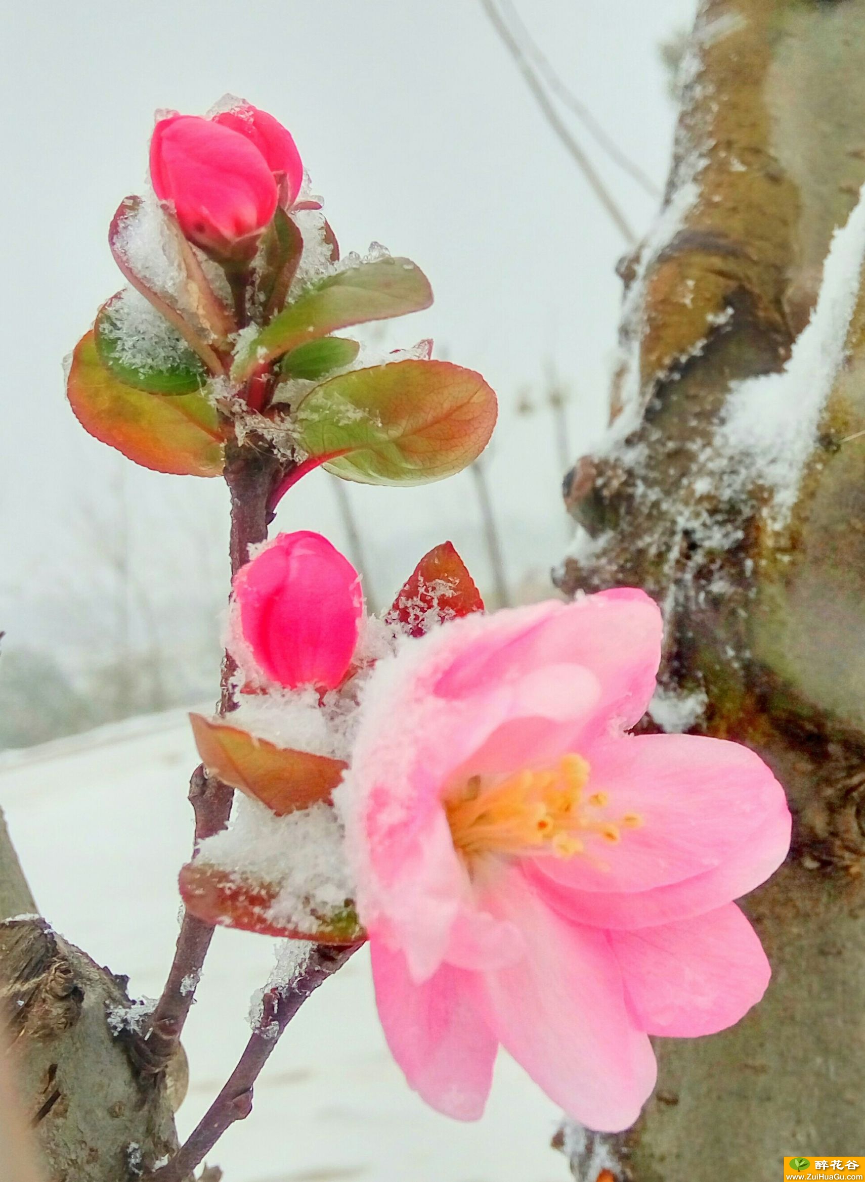 傲雪绽放的垂丝海棠