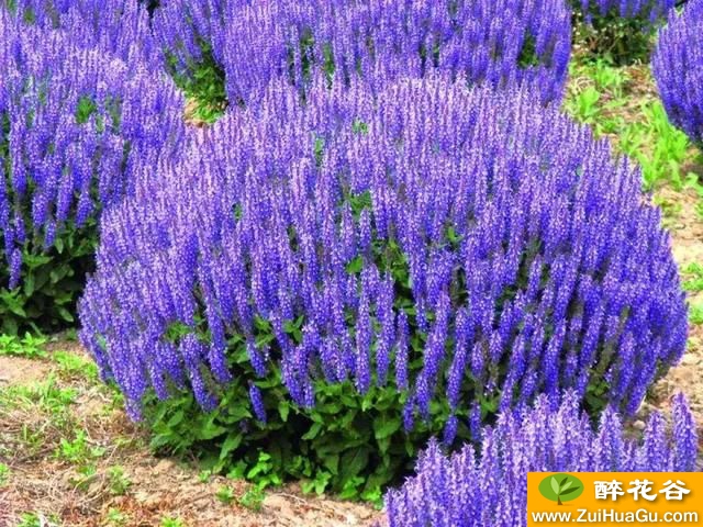 27种 花园常用宿根花卉,你的花园种了哪些?