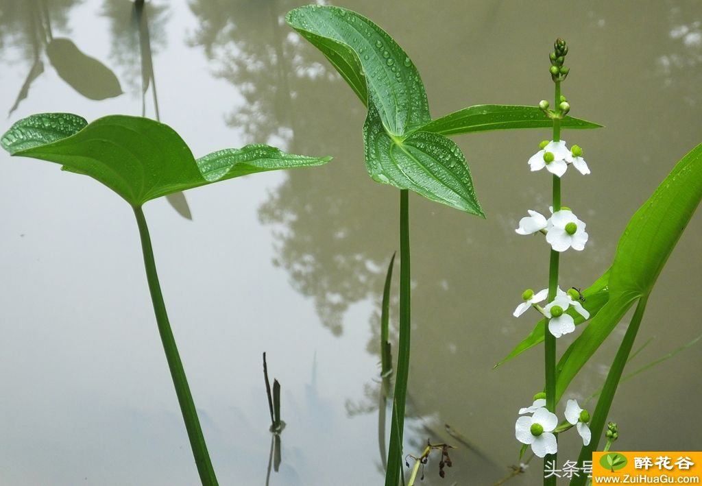 这5种植物,你全部认识吗?慈姑、大花马齿苋、马兰均是抗癌良药