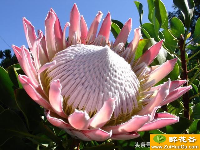 超级花卉'帝王花'花球30厘米十分壮观,花期长达7个月
